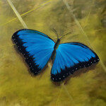Mariposa - Arthur Fischer-Colbrie