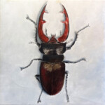 Lucanus cervus