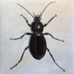 Cicindela - Arthur Fischer-Colbrie